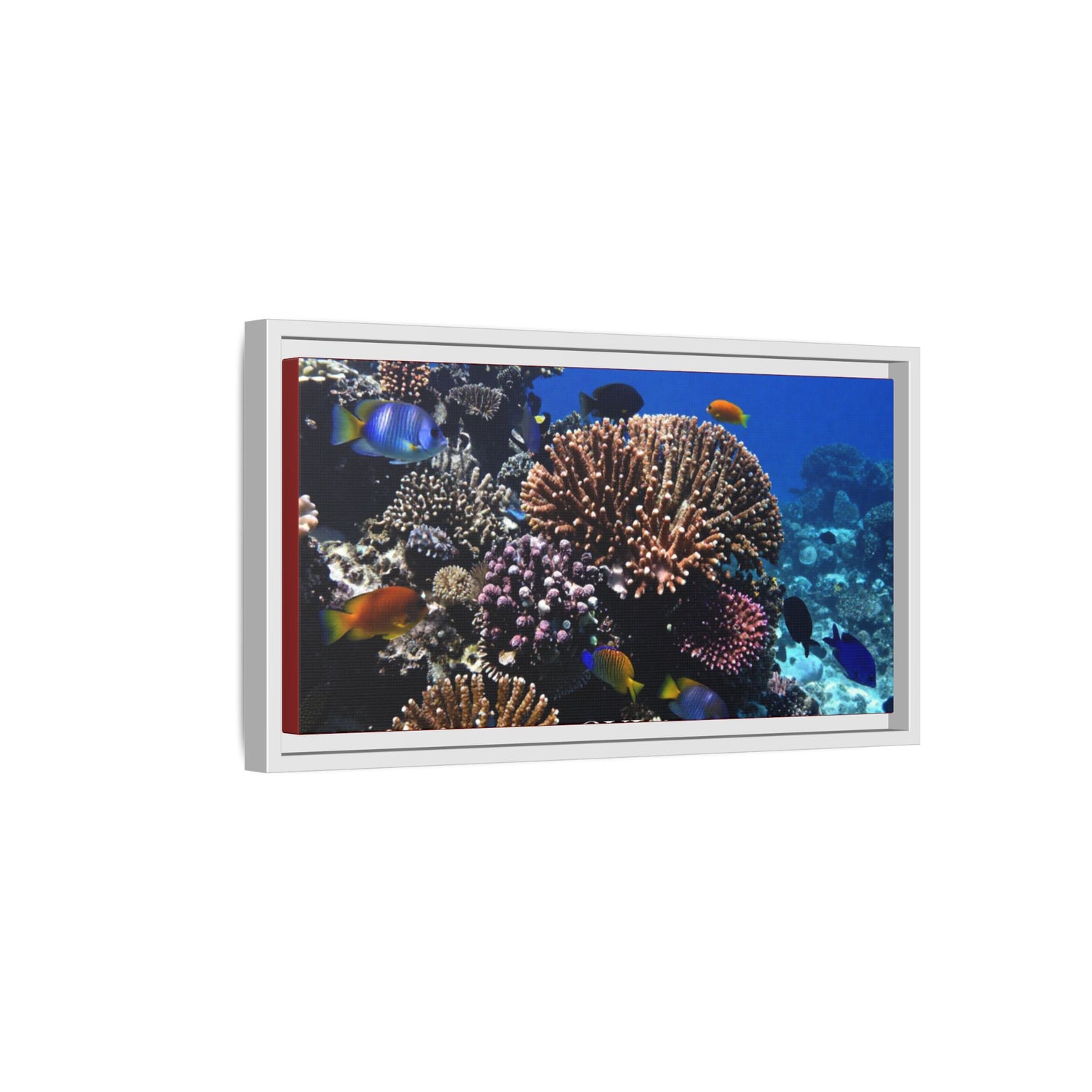 Framed Coral Reef Matte Canvas Wall Art — Tropical Ocean Photography Print